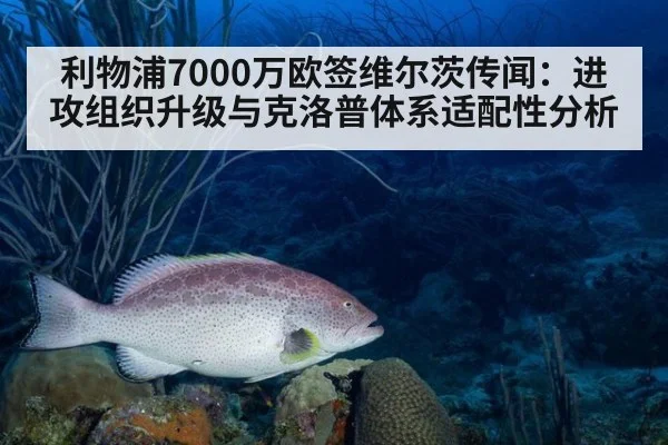 利物浦7000万欧签维尔茨传闻：进攻组织升级与克洛普体系适配性分析